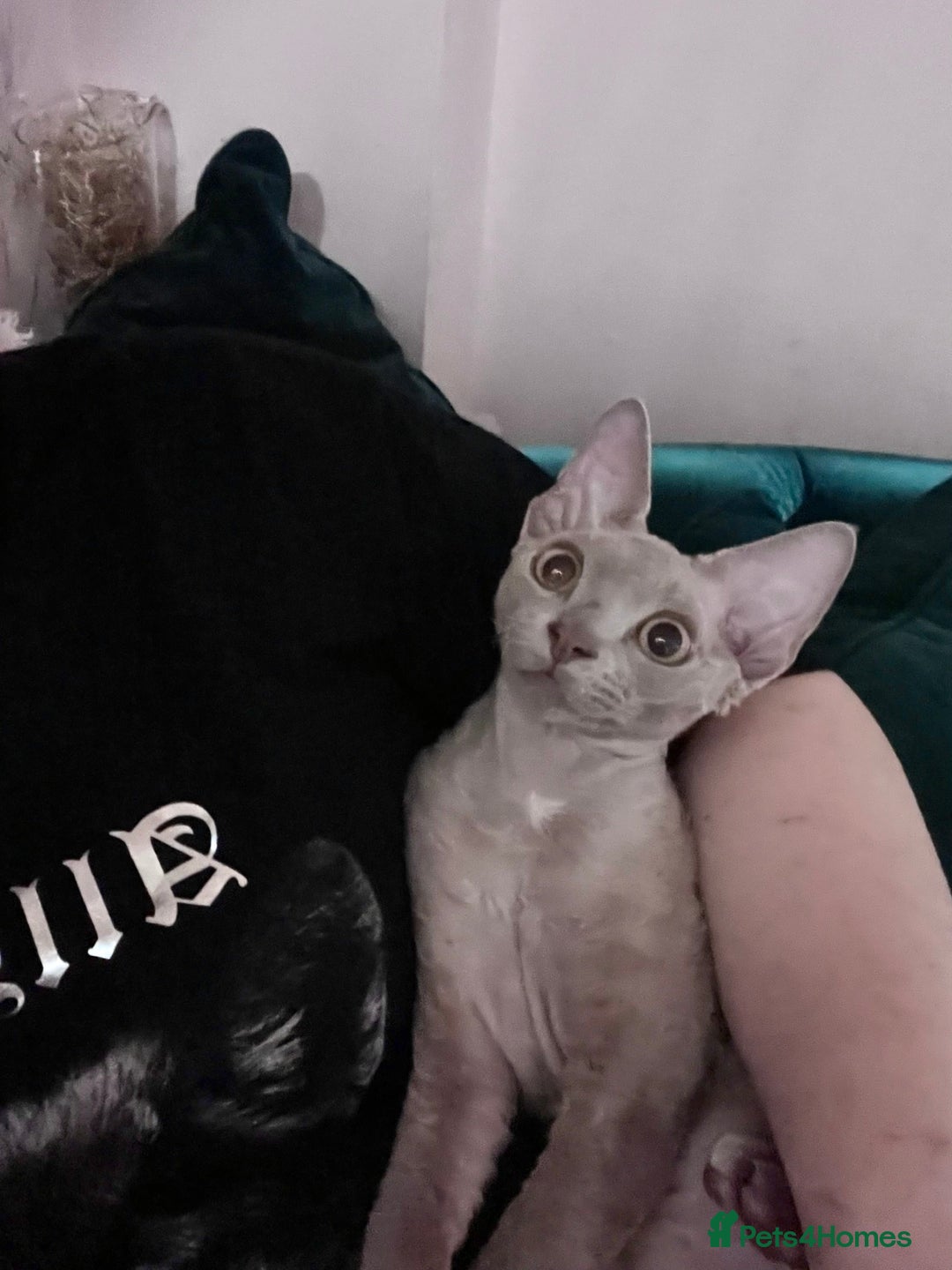 Devon Rex cats for stud: Beautiful Lilac Boy in Southampton - Image 9