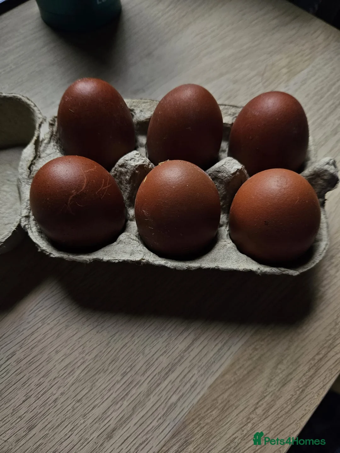 Chickens poultry for sale: Black Cooper Marsbar F1 carrying Ameraucana - Advert 3