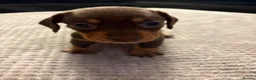 Miniature Dachshund dogs for sale: 3 beautiful dachshund pups  - Advert 12