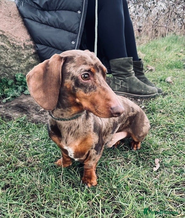Miniature Dachshund dogs PROVEN KC Miniature Dachshund Stud - Advert 3
