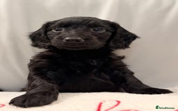 Mixed Breed dogs for sale: Daxipoo - Image 18