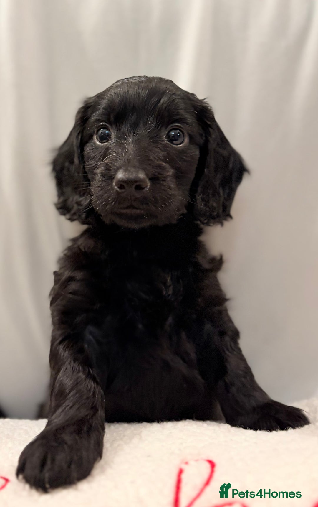 Mixed Breed dogs for sale: Daxipoo - Image 18