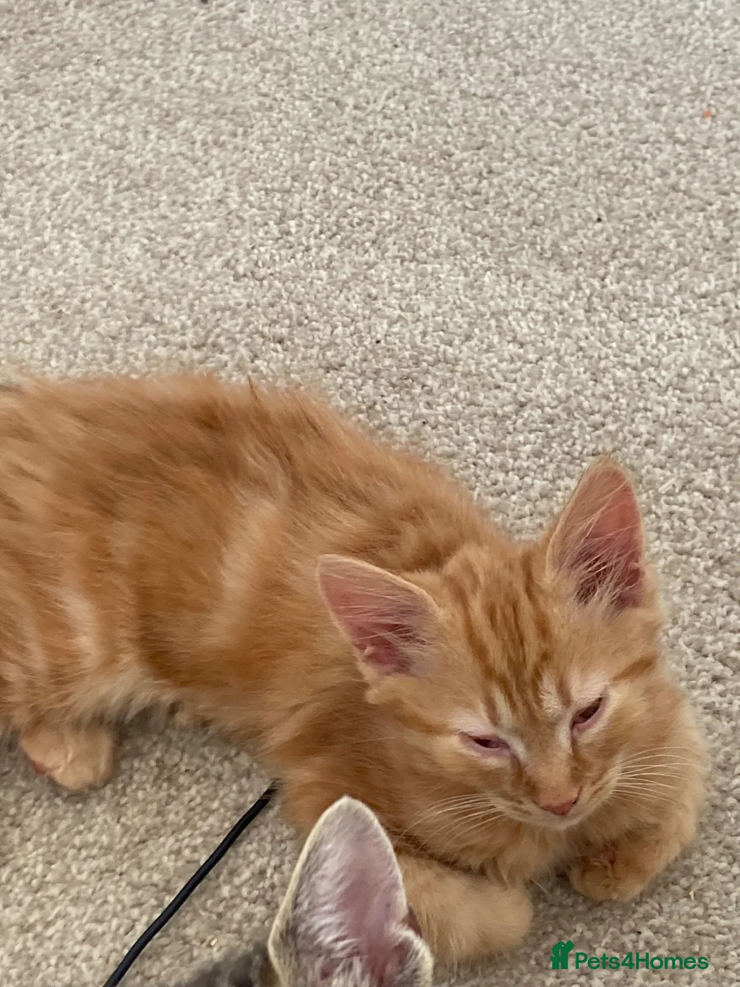 Mixed Breed cats for sale: Adorable playful kittens - Advert 2