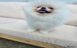 Pomeranian dogs for sale: Pure white Korean Pomeranian in Nottingham - Image 9