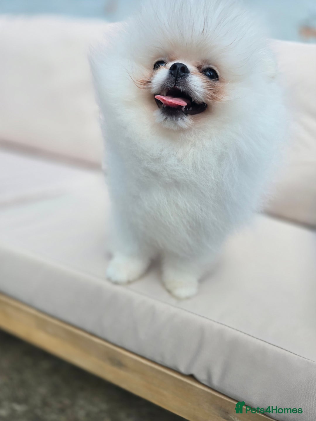 Pomeranian dogs for sale: Pure white Korean Pomeranian in Nottingham - Image 9