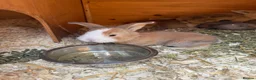 Mixed Breed rabbits for sale: 4x continental giant x French lop bunnies for sale in Sevenoaks - Advert 9