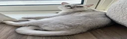 British Shorthair cats for sale: 1 year old BHS looking for forever home. - Advert 2