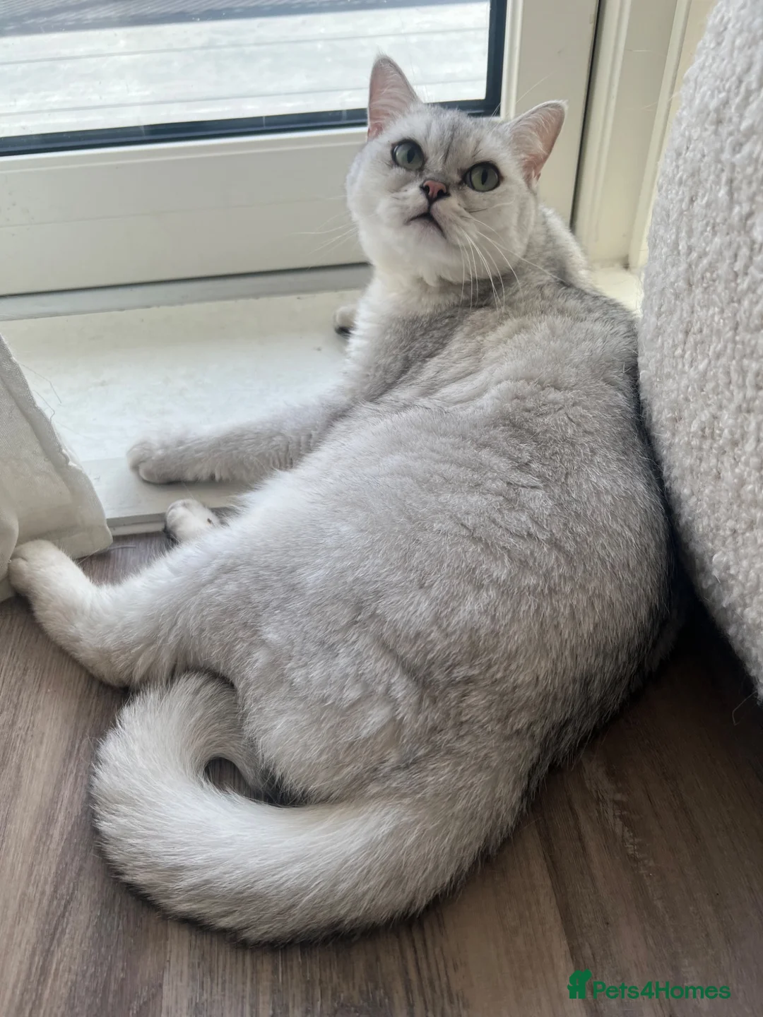 British Shorthair cats for sale: 1 year old BHS looking for forever home. - Advert 2