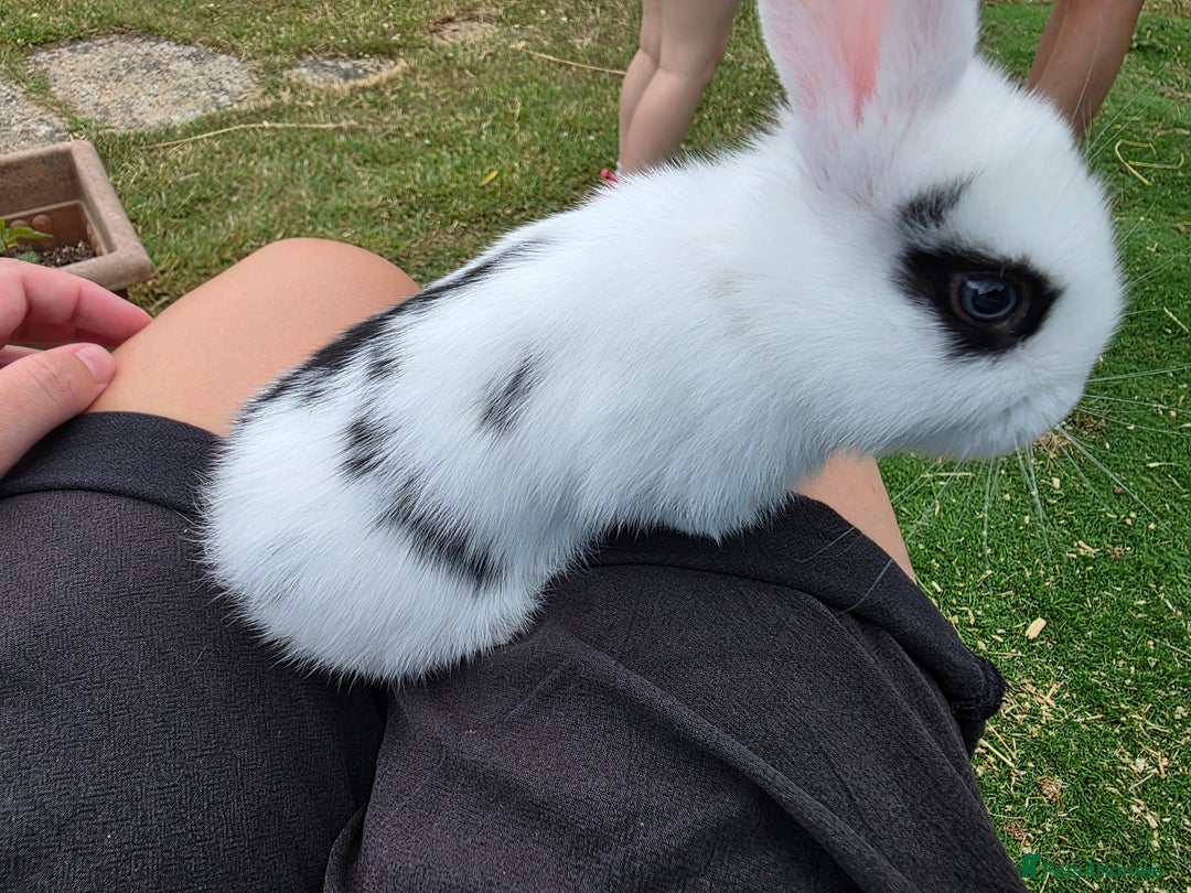 Mini Lop rabbits for sale: Baby mini lop rabbits - Image 8