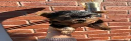 Yorkshire Terrier dogs for sale: Kennel Club Registered Yorkshire Terries in Stockport - Advert 3