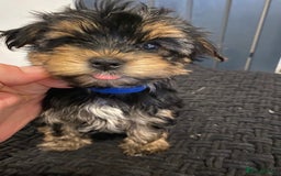Yorkshire Terrier dogs for sale: Yorkshire terrier pups ready for their new homes.  - Image 6