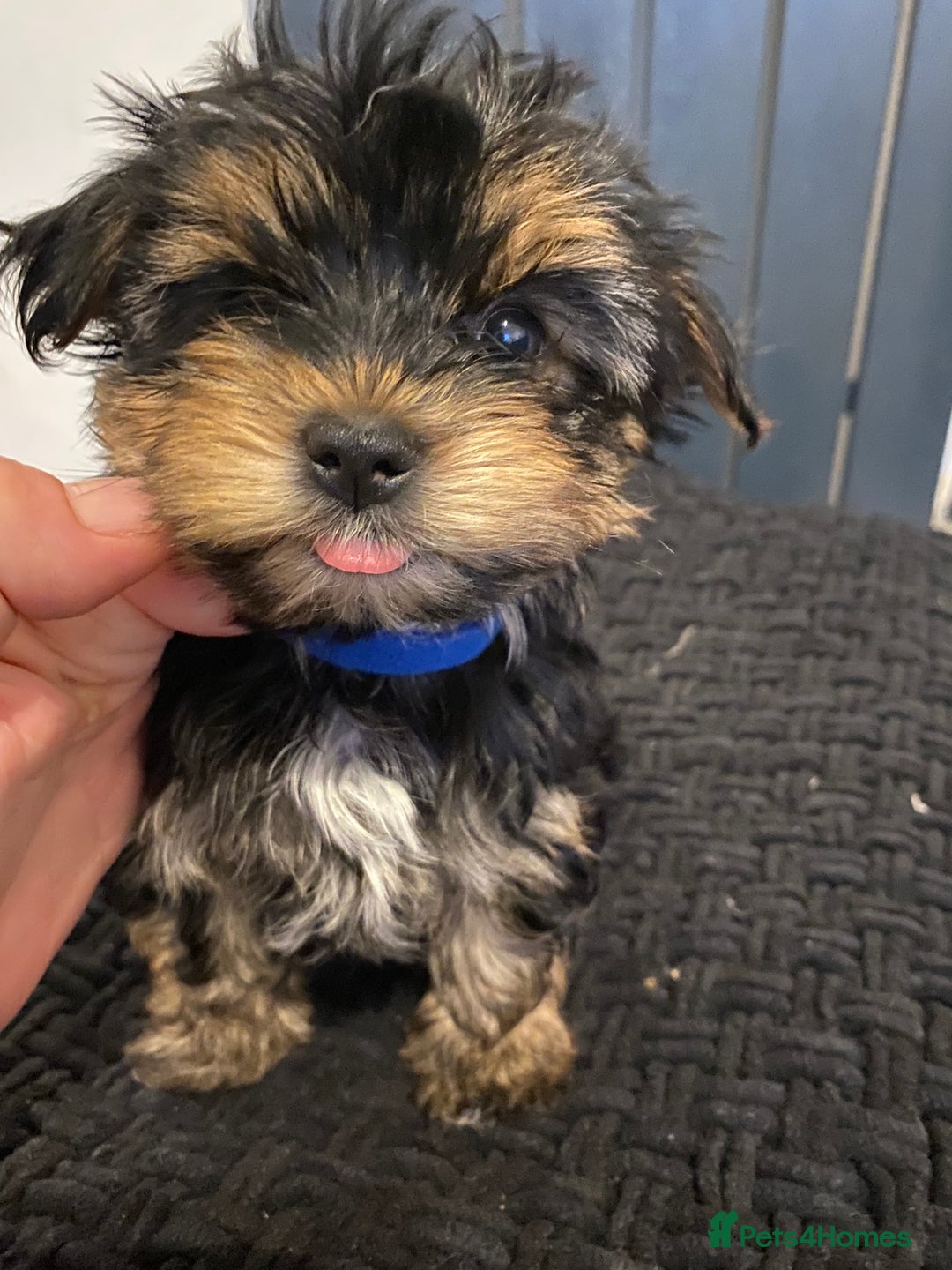 Yorkshire Terrier dogs for sale: Yorkshire terrier pups ready for their new homes.  - Image 6