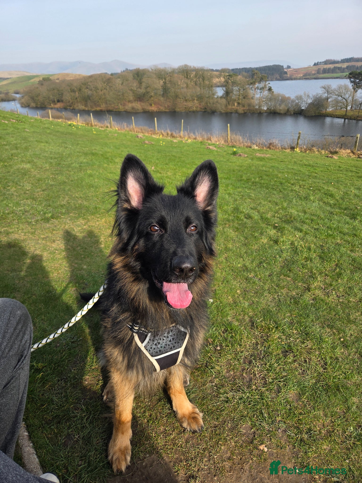 German Shepherd dogs Chas is looking for his forever home - Advert 2