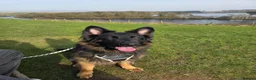 German Shepherd dogs for sale: Chas is looking for his forever home in Halesworth - Advert 1