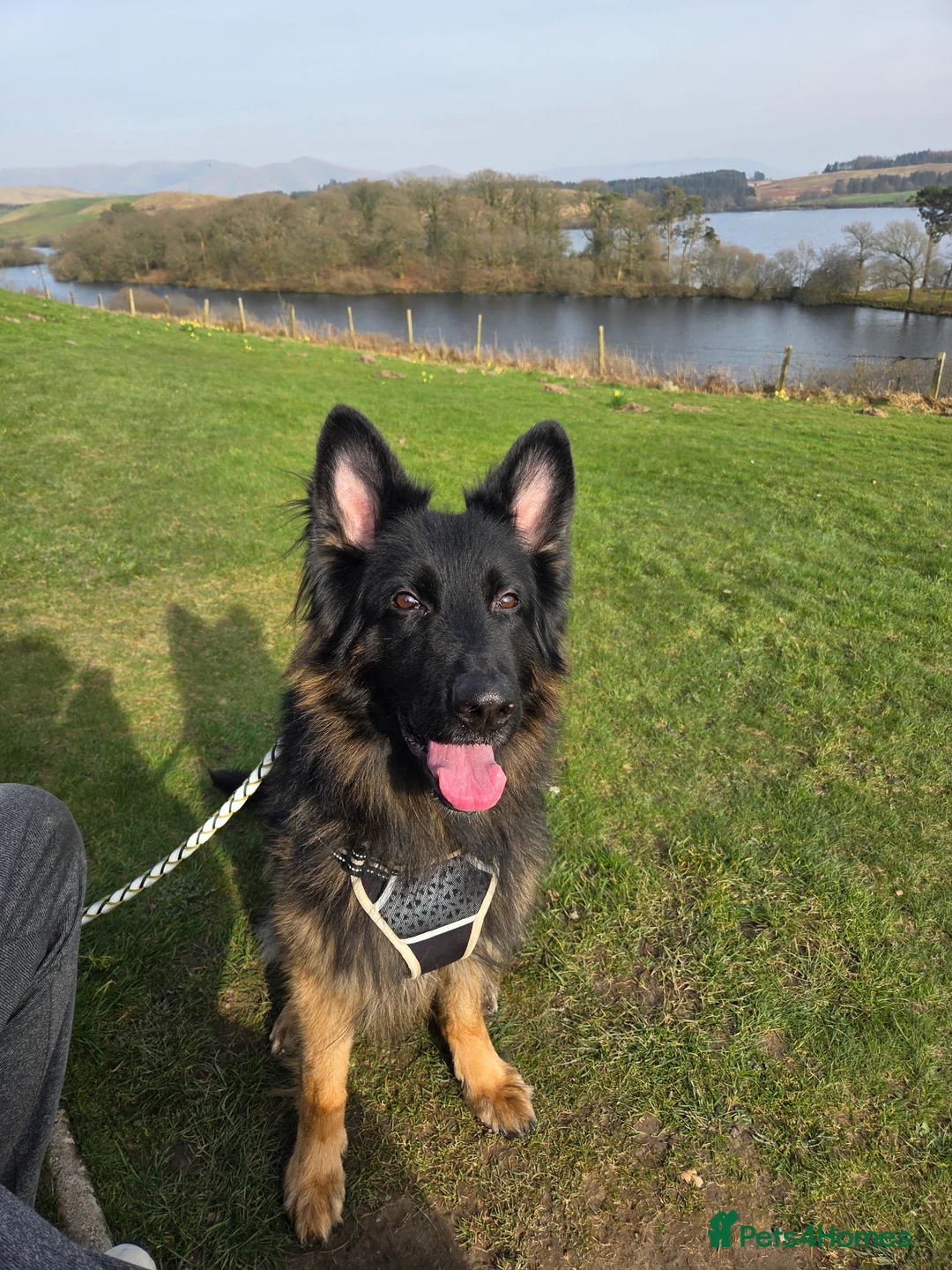 German Shepherd dogs for sale: Chas is looking for his forever home in Halesworth - Advert 1