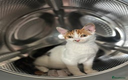 Domestic Shorthair cats for sale: Female Calico - Image 5