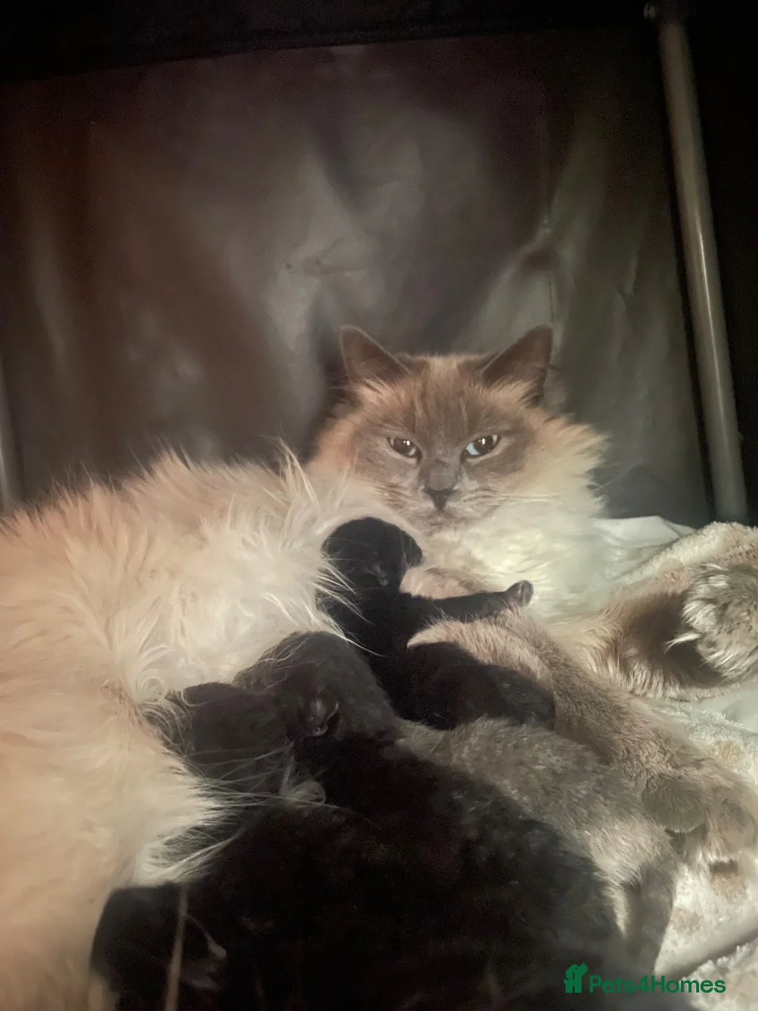 Mixed Breed cats for sale: Half ragdoll, Half domestic shorthair mix in Bedford - Advert 1