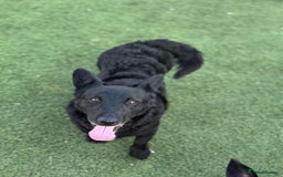 Mixed Breed dogs for adoption: Dashing Dave ready for a new home! - Image 1