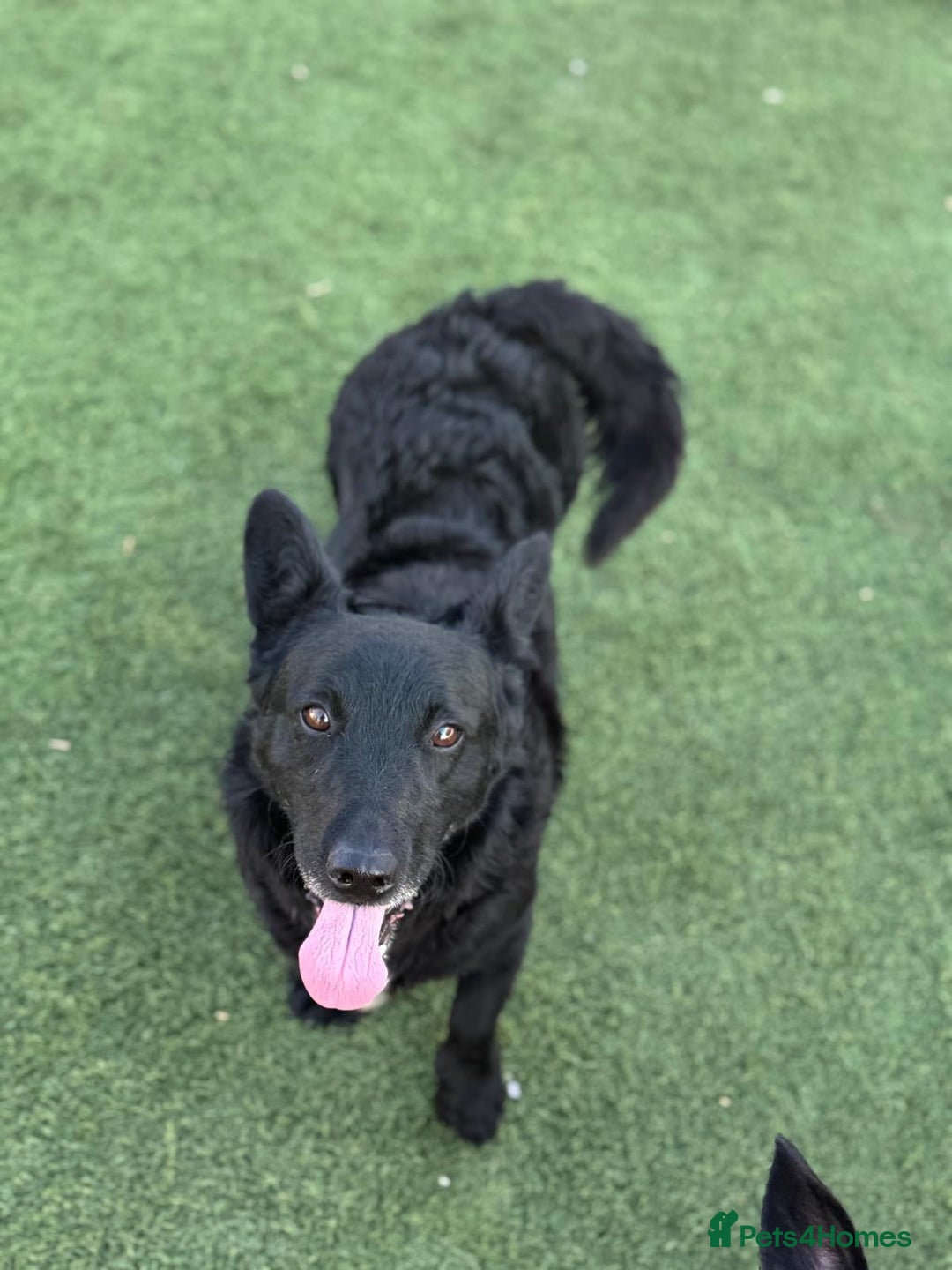 Mixed Breed dogs for adoption: Dashing Dave ready for a new home! - Image 1