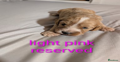 Cockapoo dogs - Advert 1