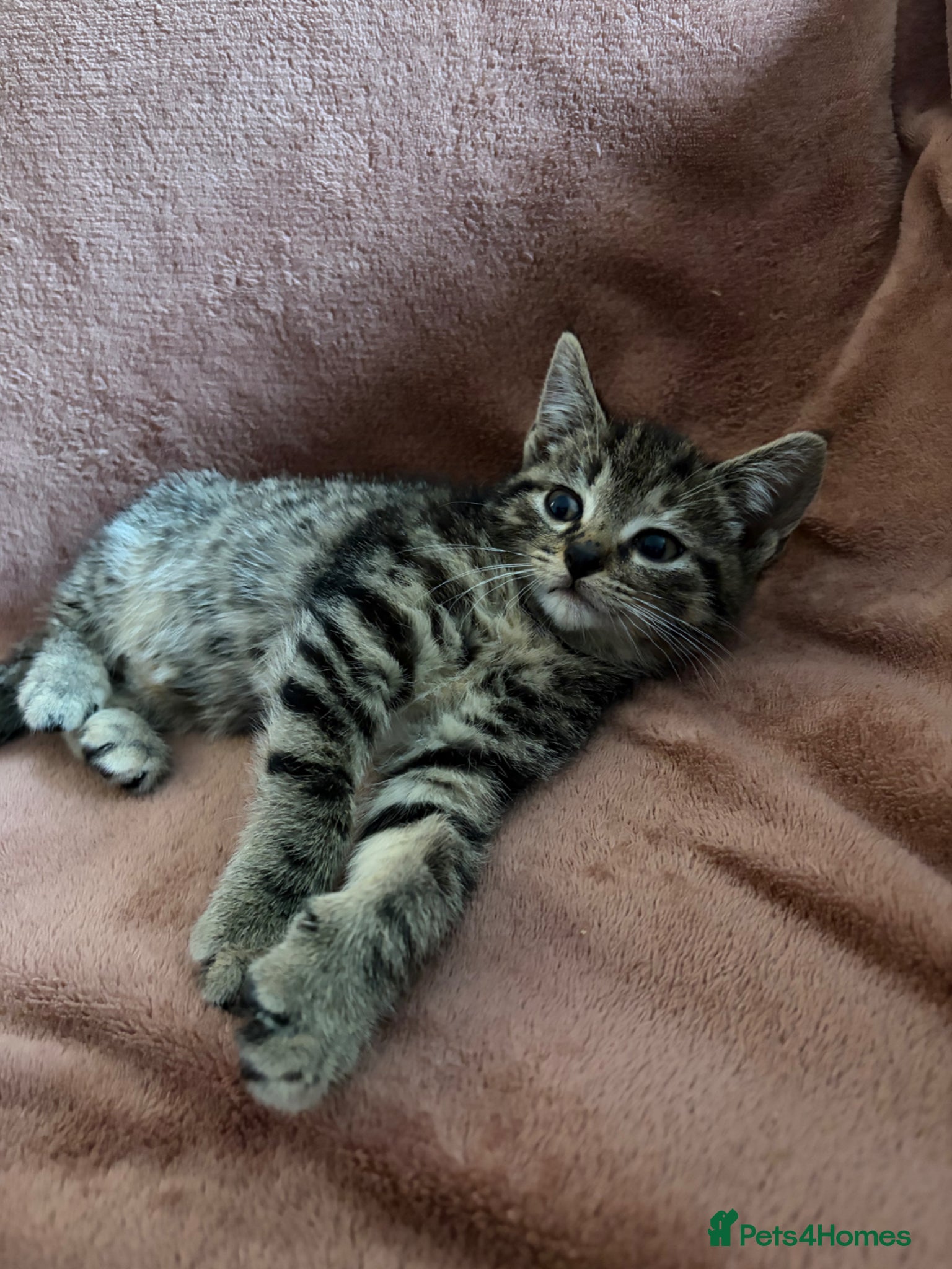 Mixed Breed cats for sale: 3 beautiful kittens  - Advert 1