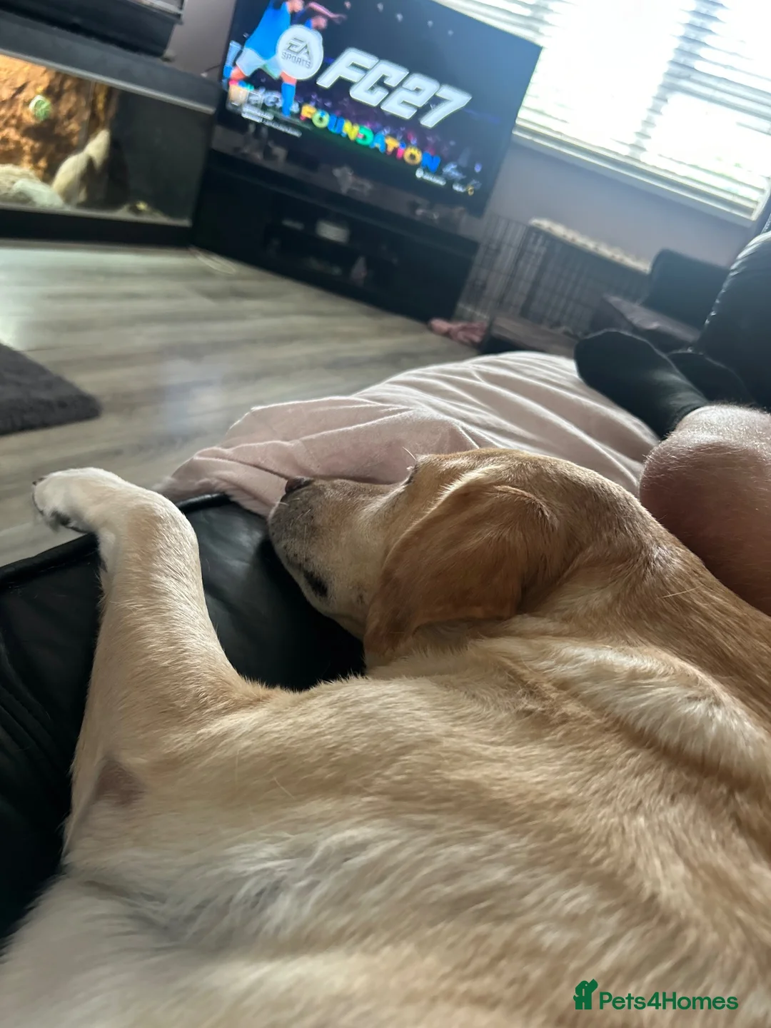 Labrador Retriever dogs for sale: Labrador female for rehomeimg in Walsall - Advert 5