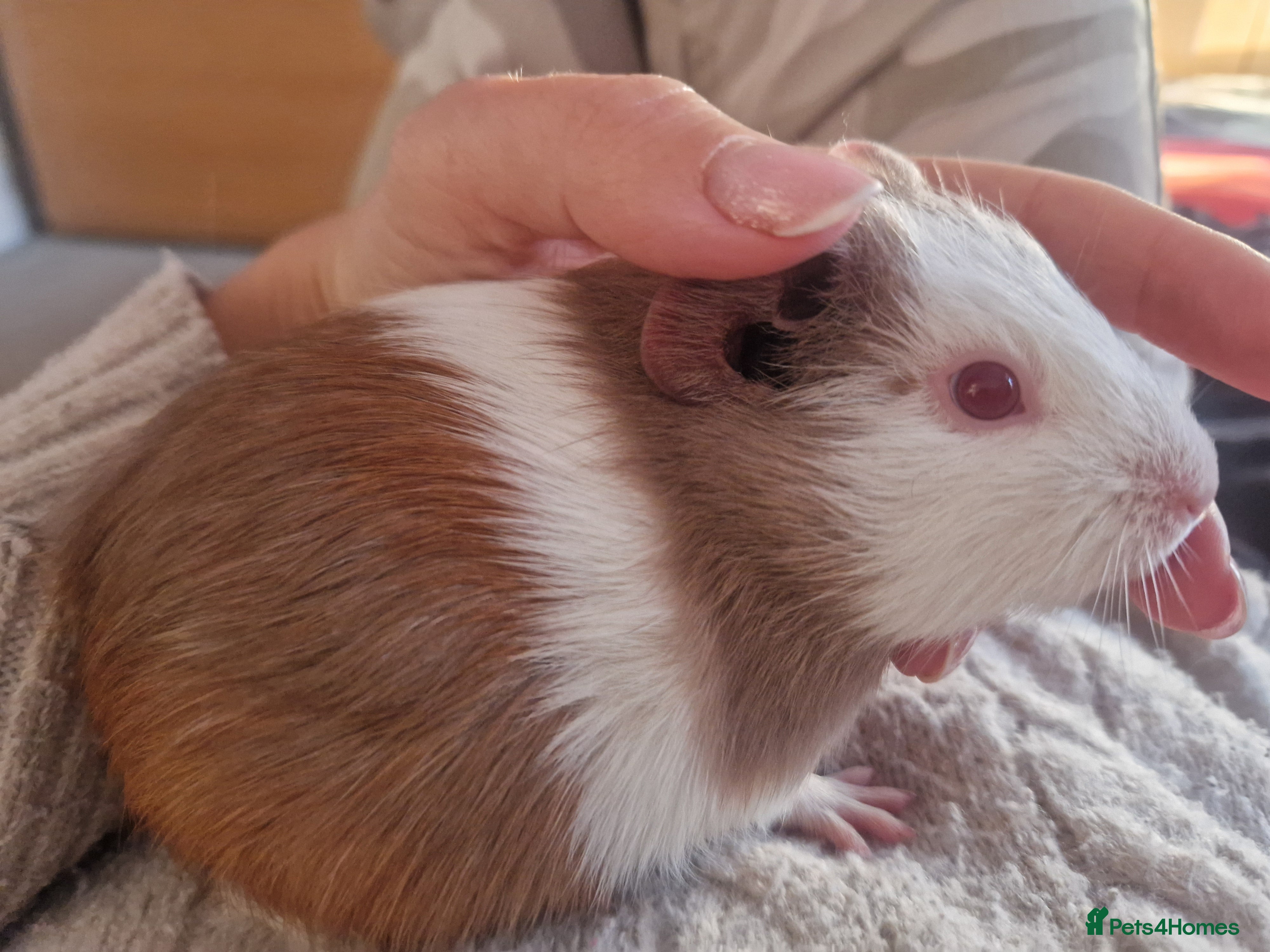 Guinea Pig rodents Baby Guinea Pig for sale - Advert 8