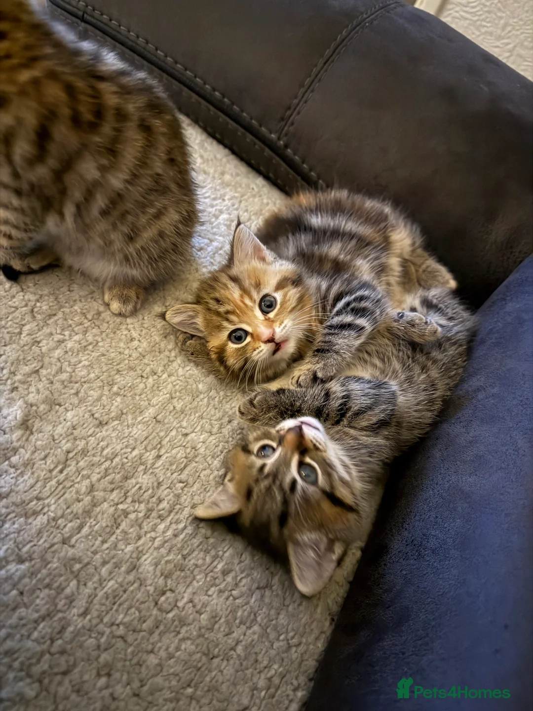 Mixed Breed cats for sale: 4 beautiful kittens for sale 🐱 - Advert 7