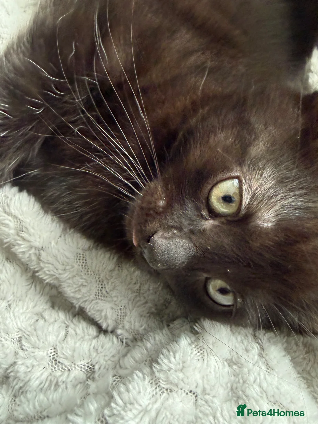 Mixed Breed cats for sale: Male black kitten  - Advert 3