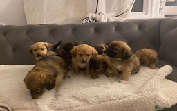 Jack Russell dogs for sale: Jack Russell puppies for sale.  - Image 13