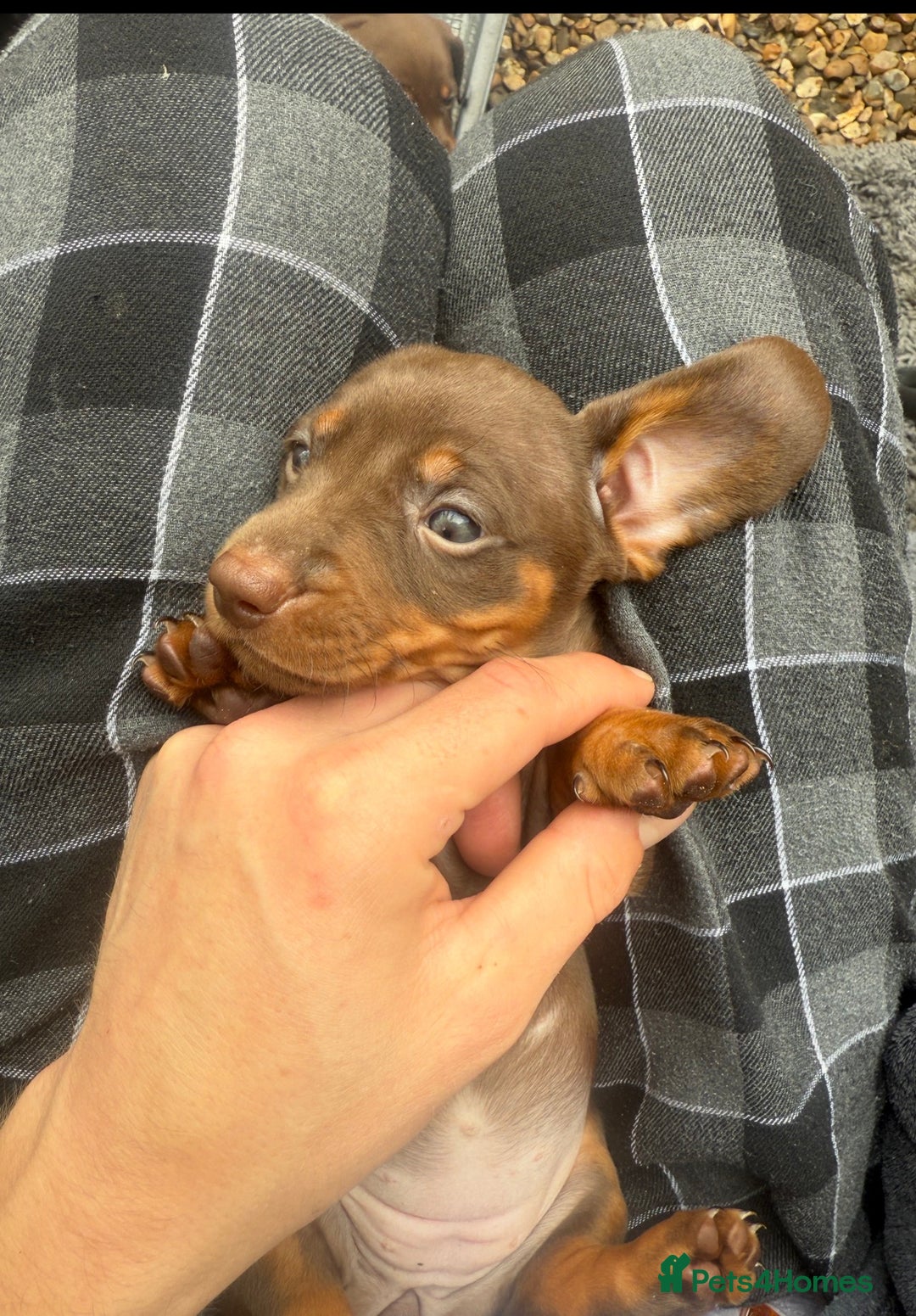 Dachshund dogs for sale: Dachshunds One male and one female black/tan  in Basildon - Image 3