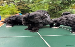 Maltipoo dogs for sale: Gorgeous tiny toy Maltipoo puppies  - Image 5
