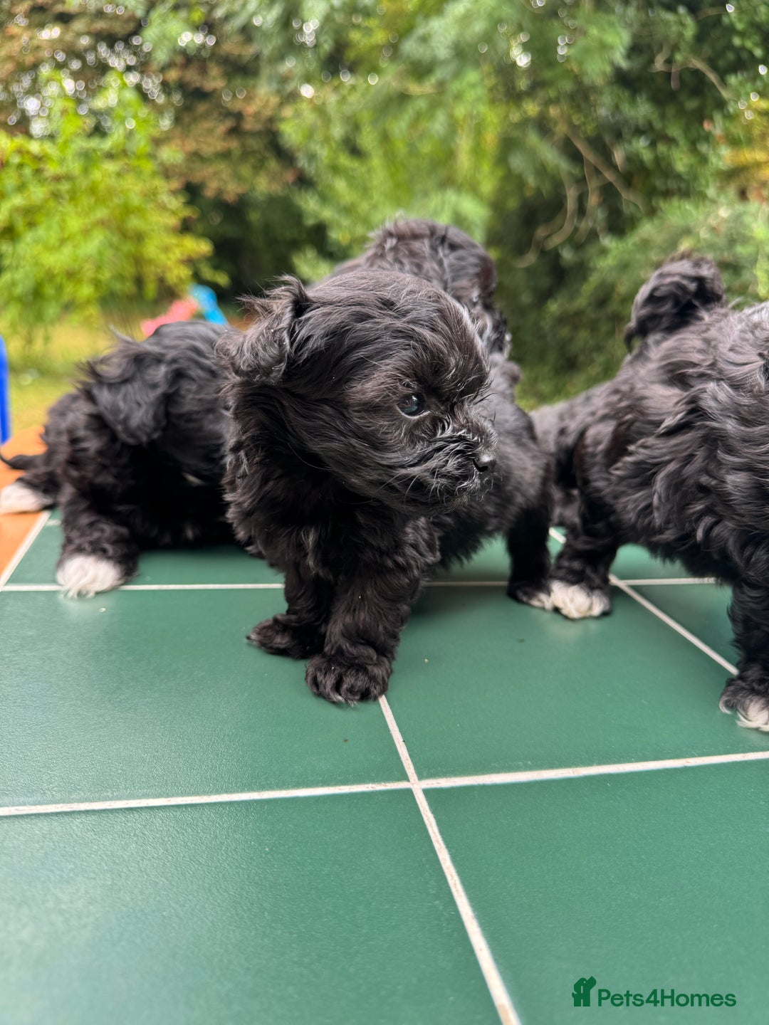 Maltipoo dogs for sale: Gorgeous tiny toy Maltipoo puppies  - Image 5