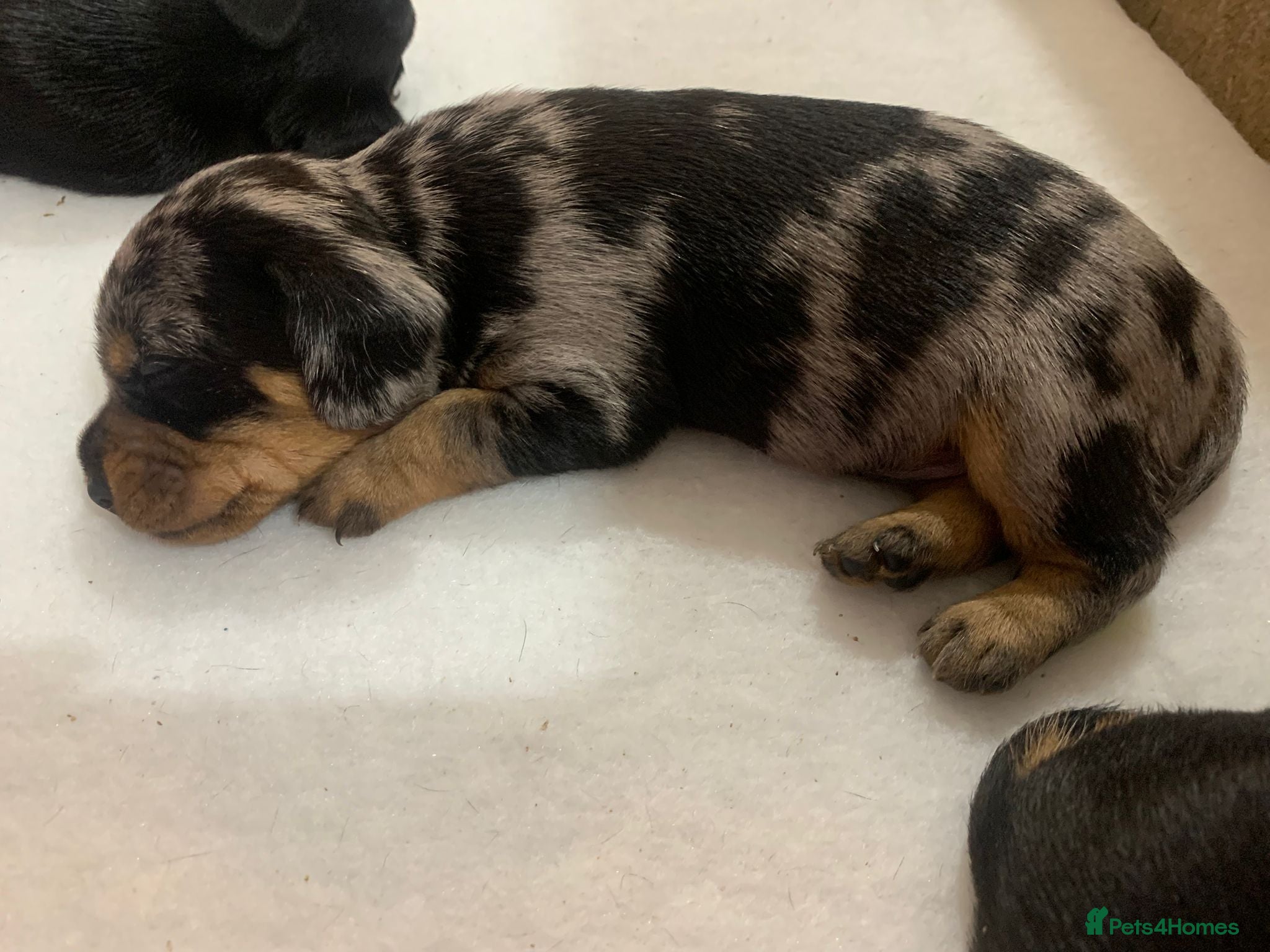 Mixed Breed dogs 5 beautiful dachshund cross brussels griffon pups  - Advert 18