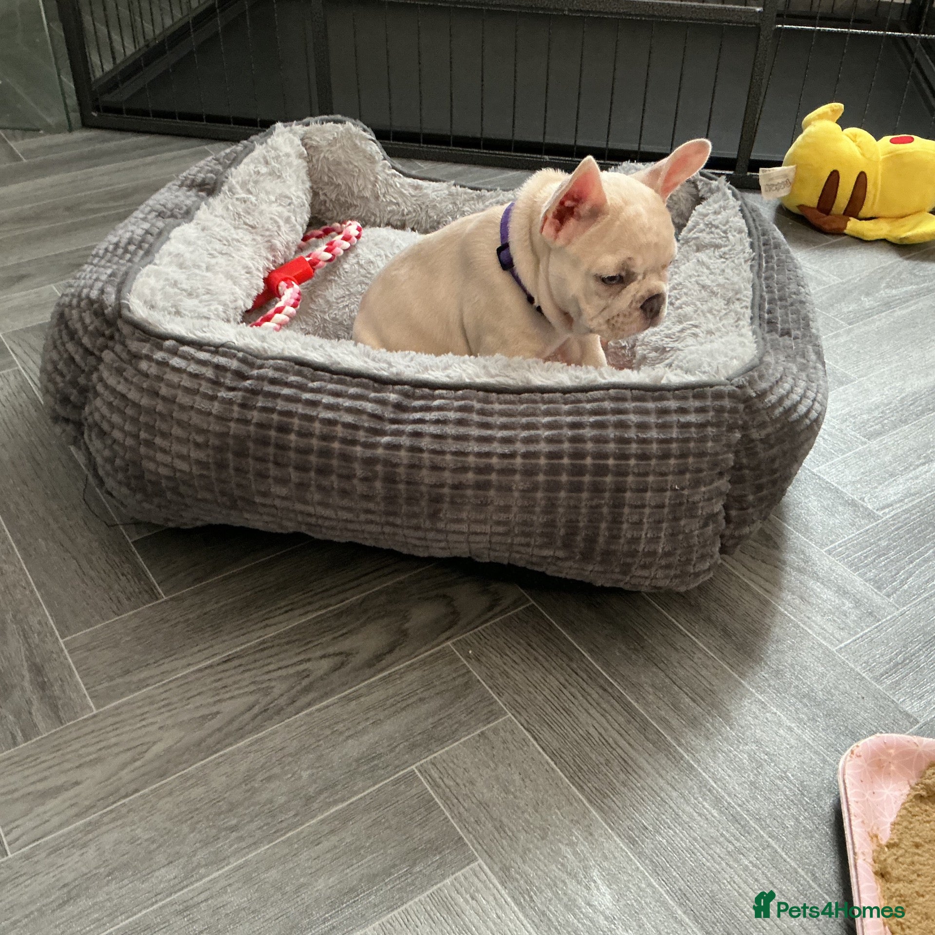 French Bulldog dogs French bulldog puppies ready for their new home  - Advert 2