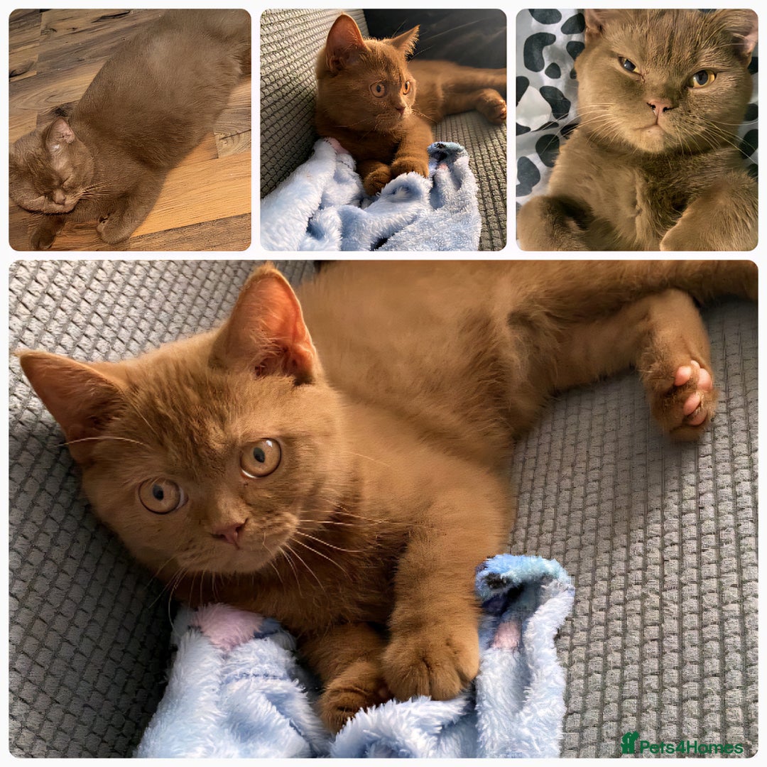 British Shorthair cats for sale: 3 FLUFFY BOY BRITISH SHORTHAIRS KITTENS READY   - Image 6