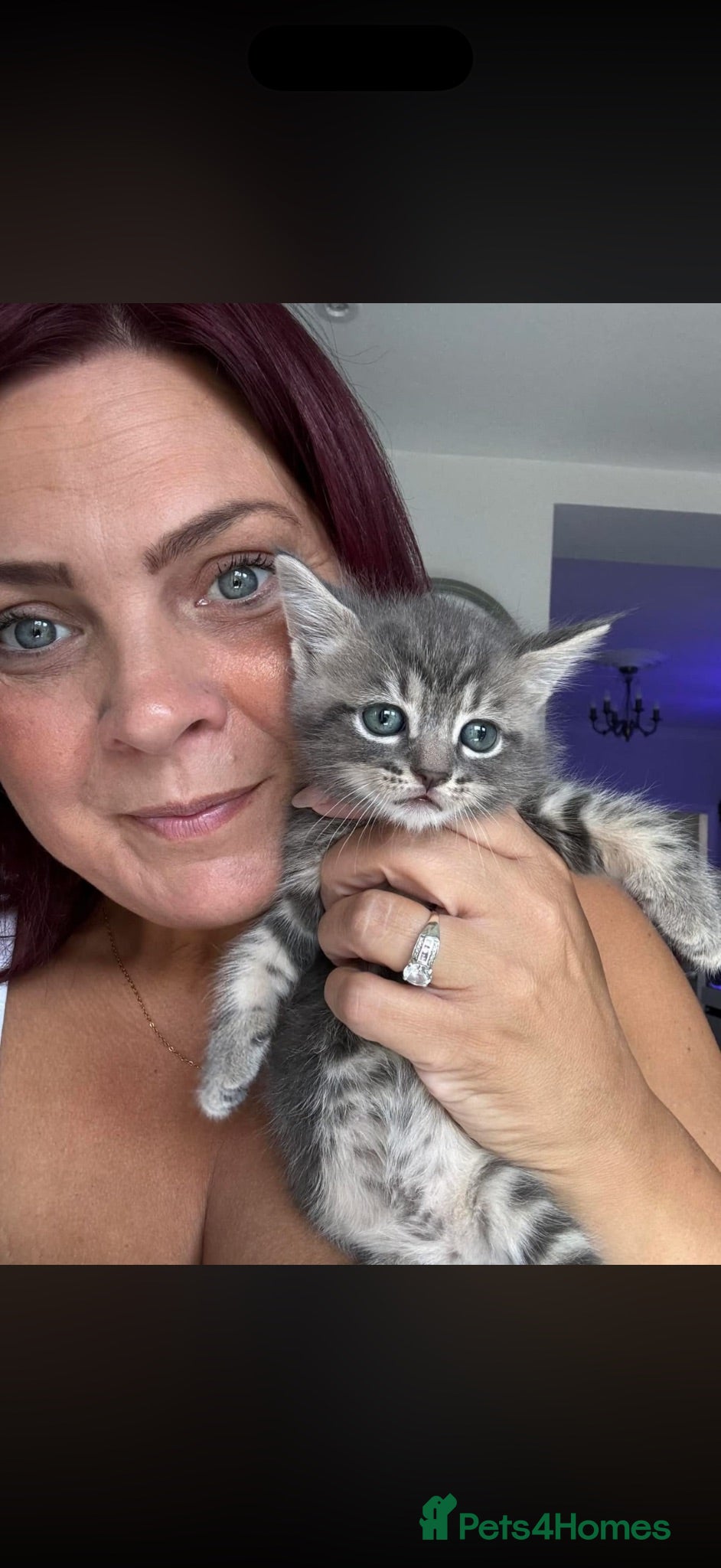British Shorthair cats Beautiful kittens ready next week - Advert 1