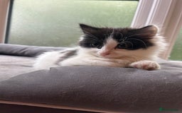 Mixed Breed cats for sale: Mum & F kitten to go together  - Image 4