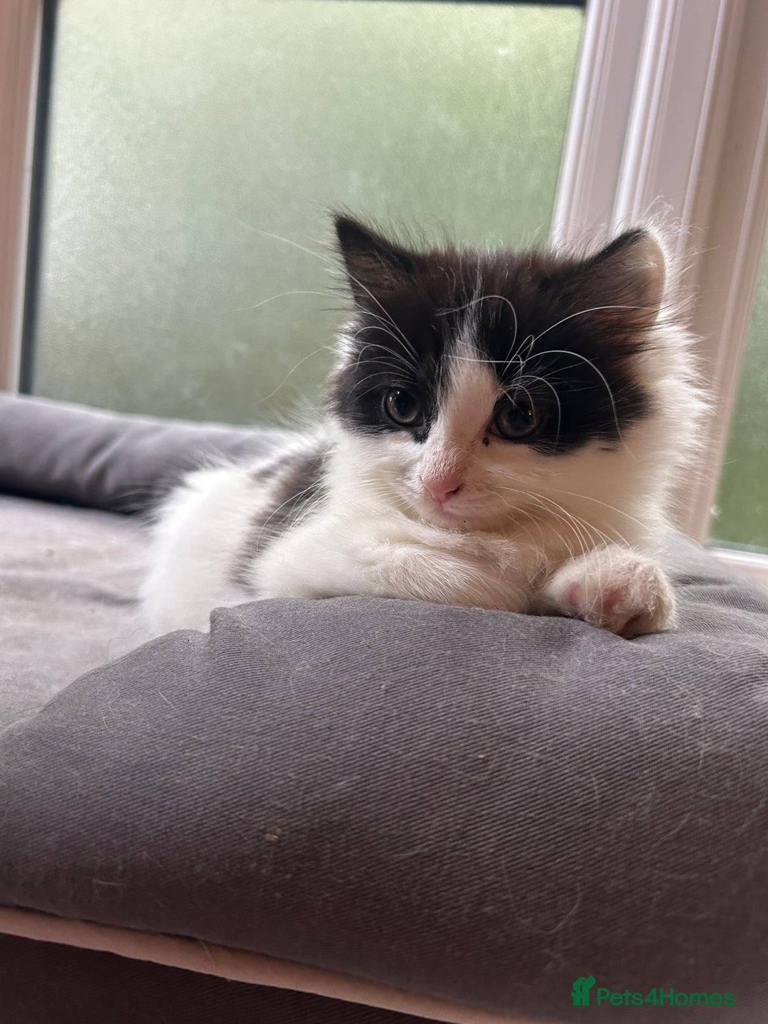 Mixed Breed cats for sale: Mum & F kitten to go together  - Image 4