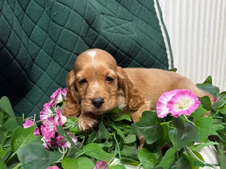 Cocker Spaniel dogs Show type cocker spaniels - Advert 2