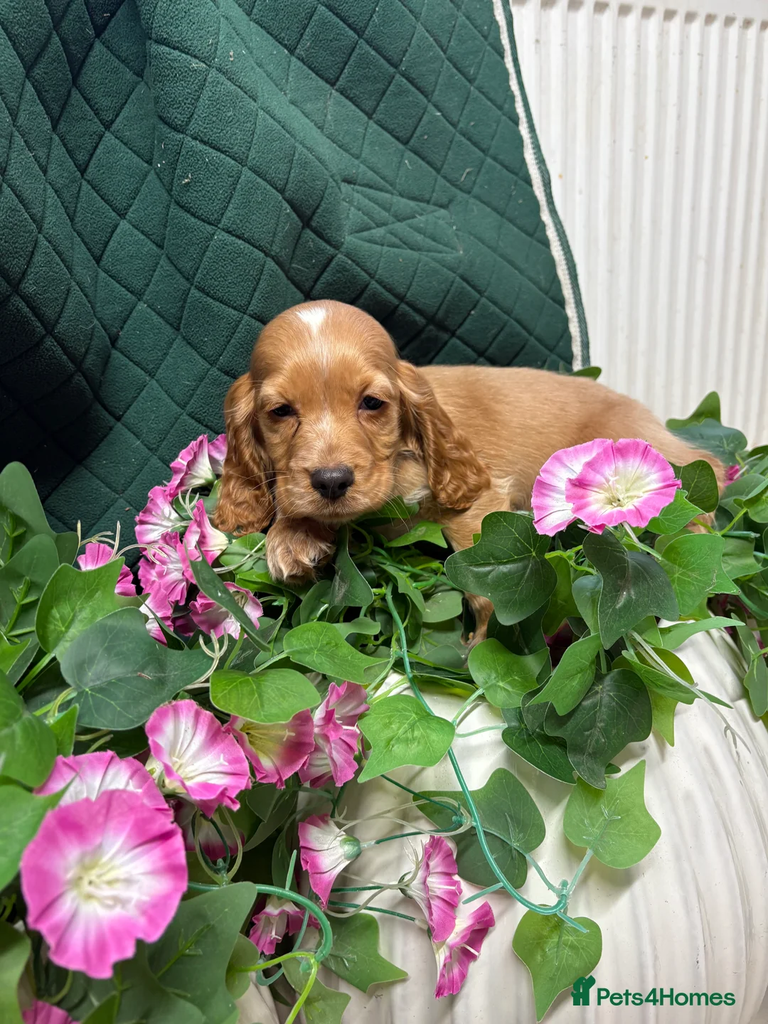 Cocker Spaniel dogs for sale: Show type cocker spaniels  - Advert 1