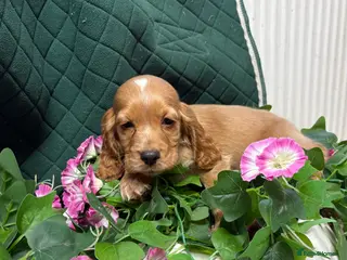 Cocker Spaniel dogs Show type cocker spaniels - Advert 17