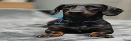 Dachshund dogs for stud: Stunning male - Advert 1