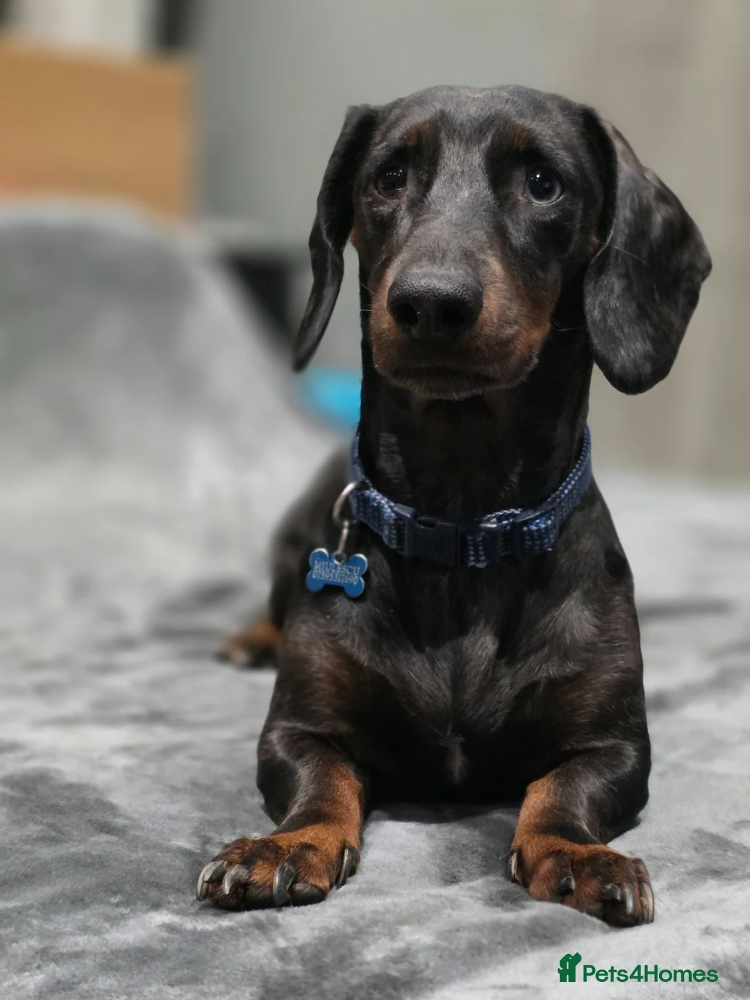 Dachshund dogs for stud: Stunning male - Advert 1