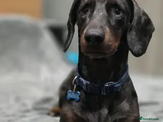 Dachshund dogs Stunning male - Advert 5