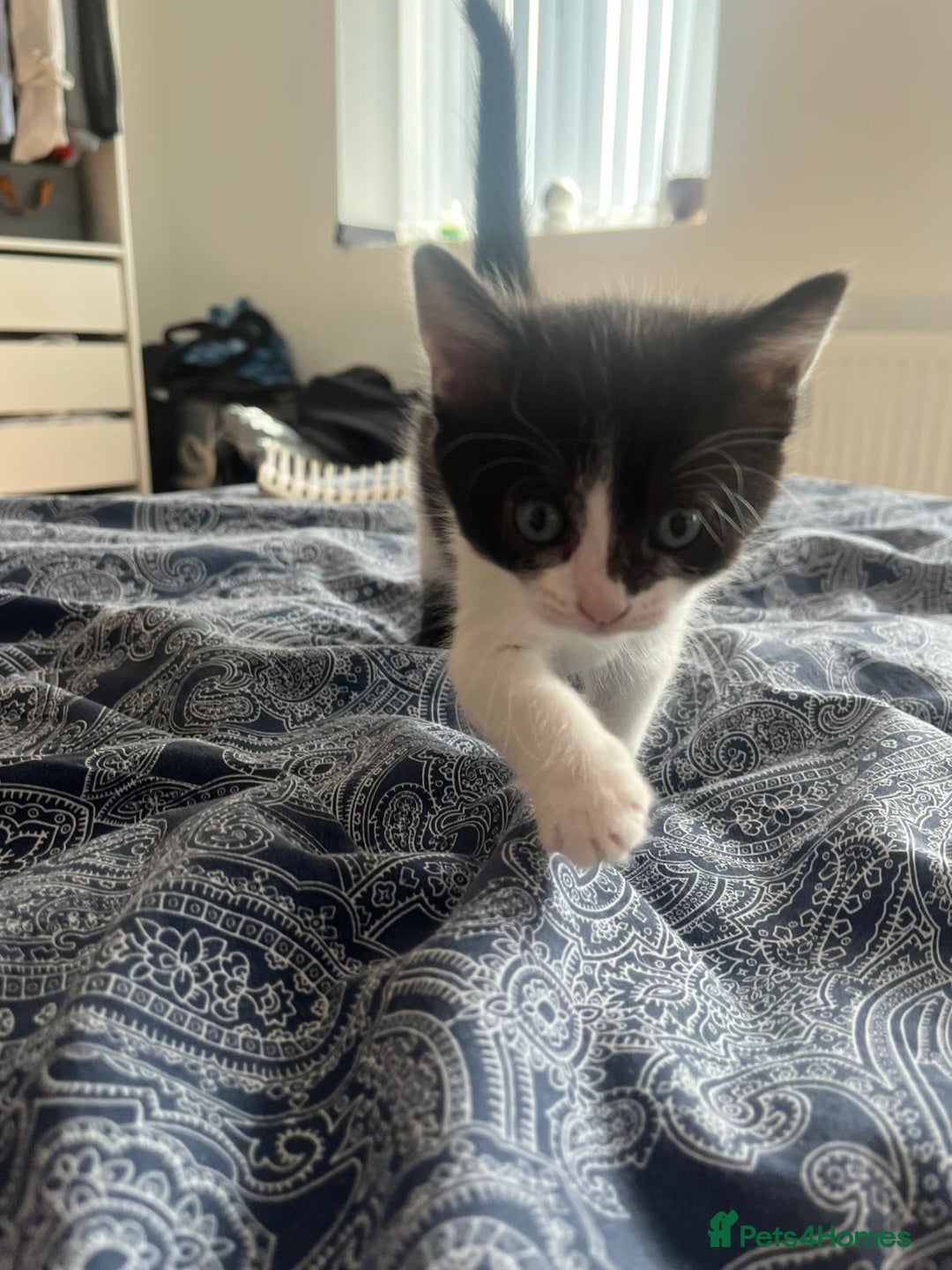 Mixed Breed cats for sale: Two charming female kittens - Image 8