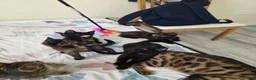 Bengal cats for sale: Stunning Bengal Cross Kittens - Advert 20