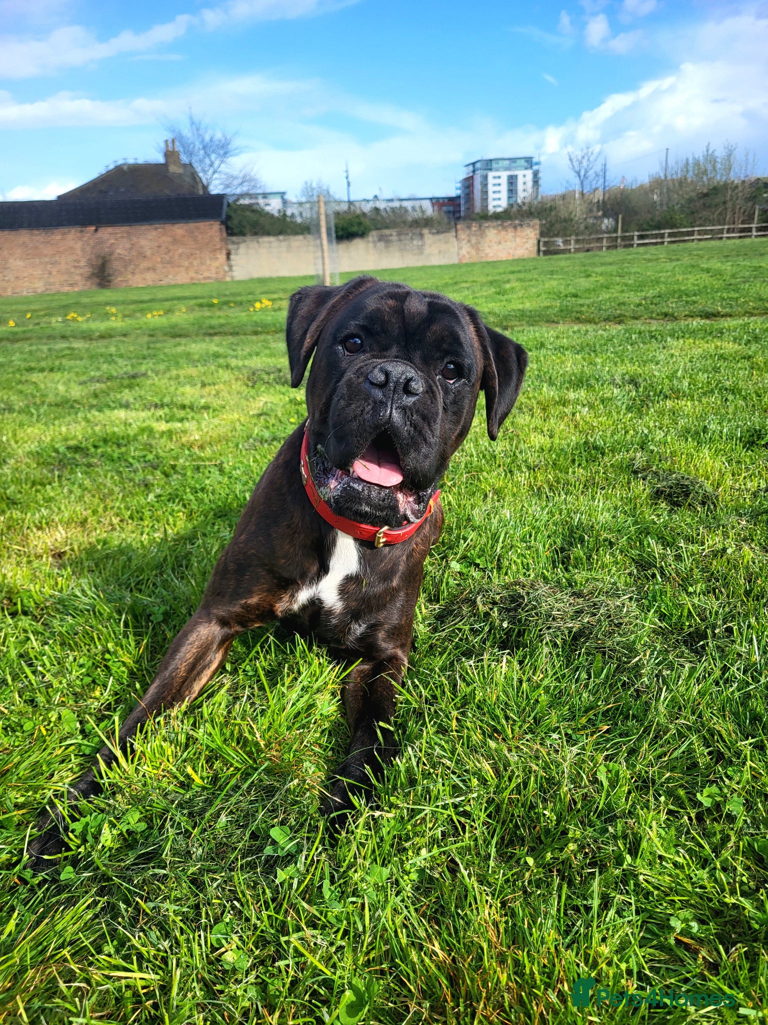 Boxer dogs KC Registered Brindle Boxer Stud - Advert 1