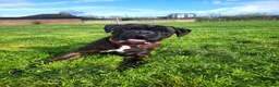Boxer dogs for stud:  PROVEN KC Registered  Boxer Stud - Advert 5