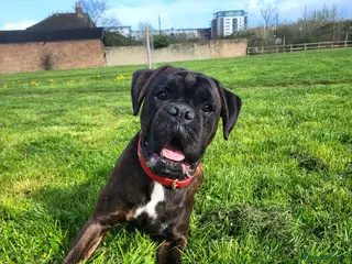 Boxer dogs KC Registered Brindle Boxer Stud - Advert 1